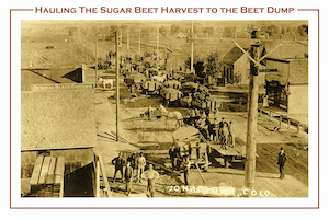 A postcard featuring the hauling of the sugar beet harvest to the Beet Dump.